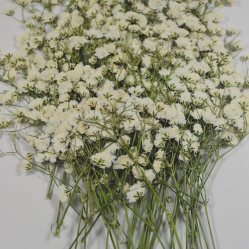 50 pcs Real Pressed Dried Flowers Mini White Gypsophila Baby's Breath for Wedding Invitation Resin DIY Art Floral Decors