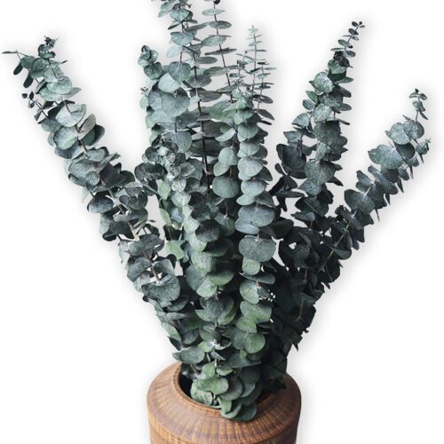 Eucalyptus for Shower 10 Pcs Hanging Dried Eucalyptu Stems 17" Real Eucalyptus Bundle 100% Made from Fresh Eucalyptu Wedding Decor Home Decor Farmhouse Room Decor DIY Artificial Plants Flowers