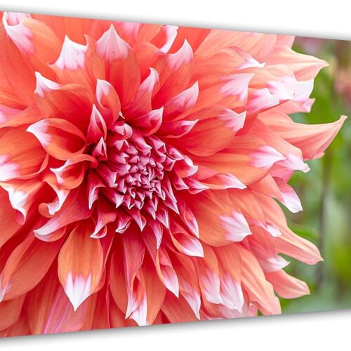 Paint by Numbers for Adults Beginner Students Canvas ONLY, Ideal Gift Choice for Birthday,Easter Day,Mother's Day.DIY Acrylic Painting Kit for Room Decor Chrysanthemum, 12x24 inch