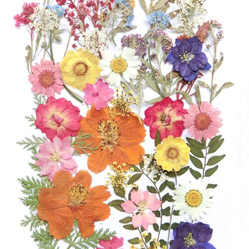 17 Types 48PCS Real Dried Pressed Flowers Leaf Plant Herbarium for DIY Resin Jewelry Making Floral Decors(Colorful)