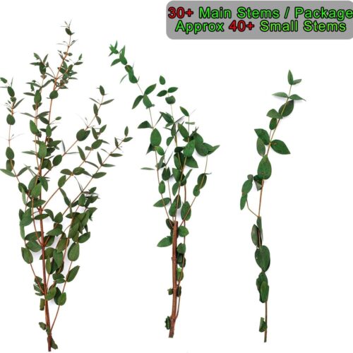 Large Dried Eucalyptus Stems - Real Preserved Fresh Eucalyptus Plant for Arrangement, Wedding, Home Décor,Shower, 30+ PCS 17'' 8oz(Natural Green)
