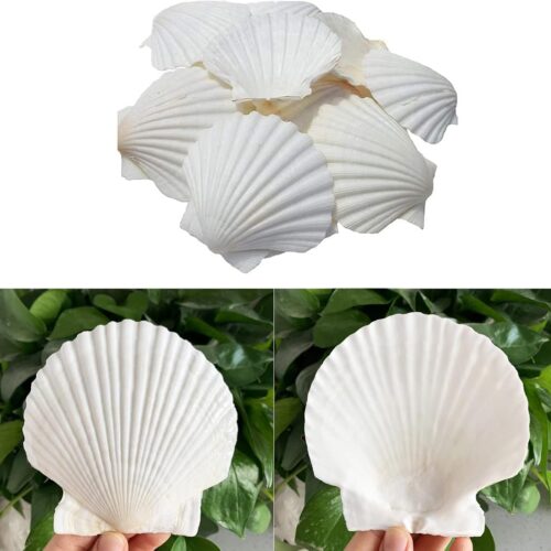 Scallop Shells for Crafts 16Pcs 3-3.5 Inch, White Sea Shells Bulk for Decorating Crafting Beach Home Decor DIY