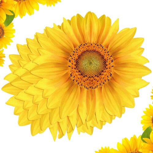 50 Packs Sunflower Paper Disposable Placemats 13 Inch Sunflower Summer Table Placemats for Bridal Baby Shower Birthday Party Supplies Decorations