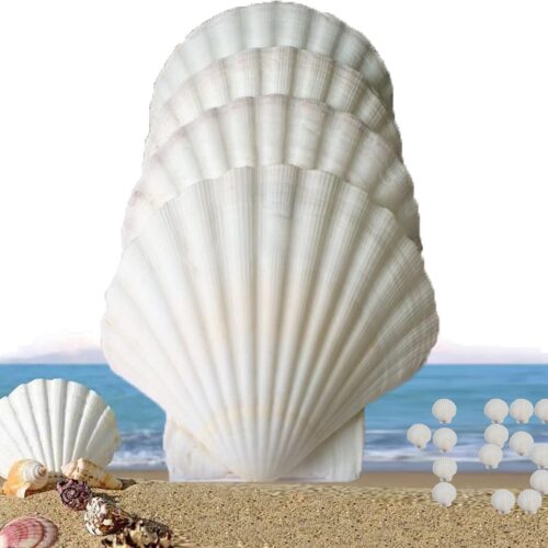 15 Pcs Sea Shells (3.1-3.5inch) White Large Scallop Shells for Baking Cooking, Big Natural Clam Seashells for DIY Crafts Seashell Beach Decorating for Home Decor
