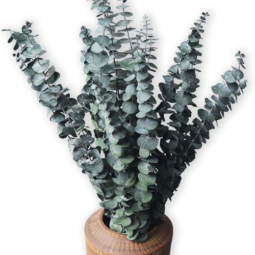 Eucalyptus for Shower 10 Pcs Hanging Dried Eucalyptu Stems 17" Real Eucalyptus Bundle 100% Made from Fresh Eucalyptu Wedding Decor Home Decor Farmhouse Room Decor DIY Artificial Plants Flowers