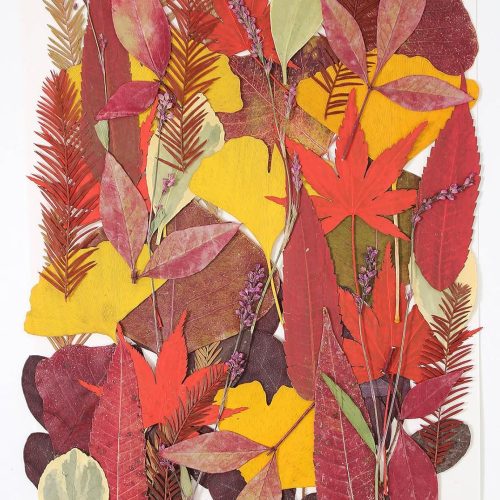 Large Bulk Fall Dried Pressed Leaves for Craft, Real Dry Natural Flower Leaf Daisy for Resin Mold, Cake Decor, Phone Cases (Autumn Leaves)