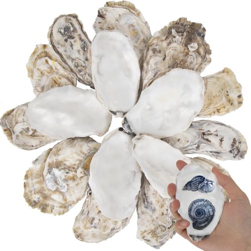 20 PCS Flat Oyster Shells for Crafts 3"-4" Natural Oyster Shells Bulk, for Home Vase Filler, Xmas Ornaments, DIY Arts and Crafts Sea Shells