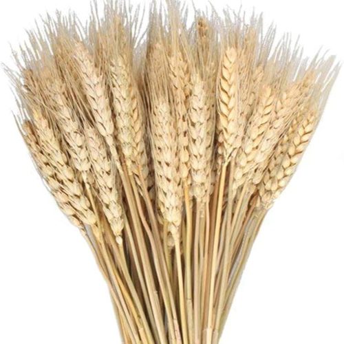 100 Pcs Dried Wheat Sheaves Bundle Golden Natural Wheat Bouquet Bunch Dried Flowers Arrangement for Fall Farmhouse DIY Design Home Table Wedding Party Centerpieces Decor (16")