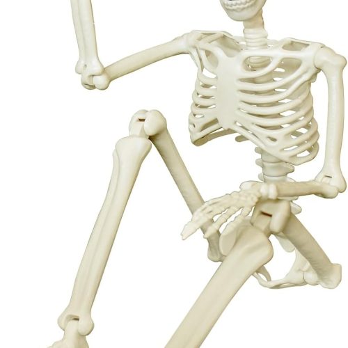 36" Posable Skeleton Halloween Decorations, 3FT Full Body Halloween Skeleton with Movable Joints for Halloween Party Decor, Haunted House Props Indoor Outdoor Decor