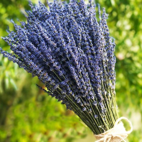 TooGet Lavender Dried Ultra Blue Bundles 200+ Stems (16" - 18" Long) for Home Decor, Crafts, Gift,Wedding or Any Occasion