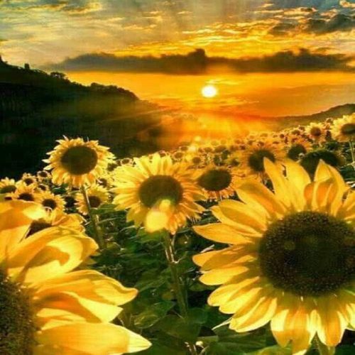 1 DIY 5D Diamond Painting Kits for Adults Full Drill Embroidery Paintings Rhinestone Pasted DIY Painting Arts Craft for Home Wall Decor(Sunflower in The Sunset)