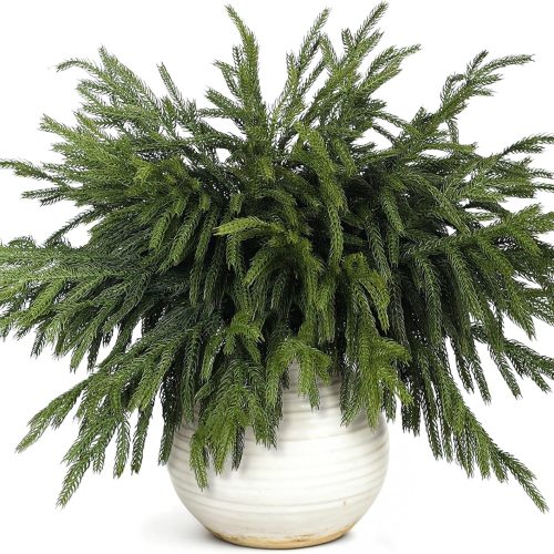 20 Pcs Christmas Norfolk Pine Branches -18" Real Touch Artificial Norfolk Pine Branch Faux Plants Stem Fake Greenery Pine Picks for Vase DIY Crafts Garland Wreath Home Indoor Outdoor Decoration