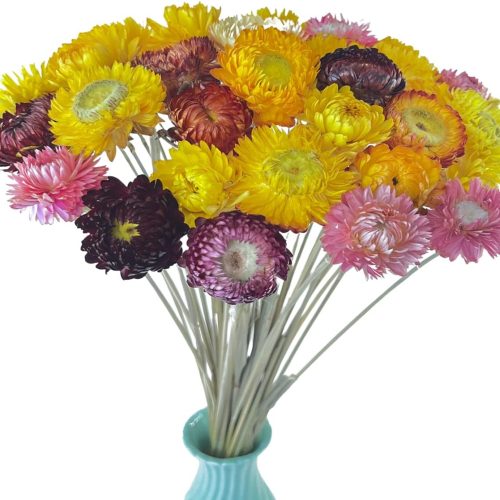 40 Pcs Natural Dried Daisies, Dried Daisy Flowers Bouquet with Stem for Wedding Home Office Party DIY Flower Arrangement