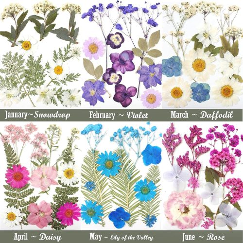 4 12 Packs Real Dried Flowers for Crafts, Birth Month Flower, Bulk Natural Pressed Flowers for Resin, Scrapbooking, Bookmarks, Glass Frames, Cake Decor with Tweezers - Muti Color