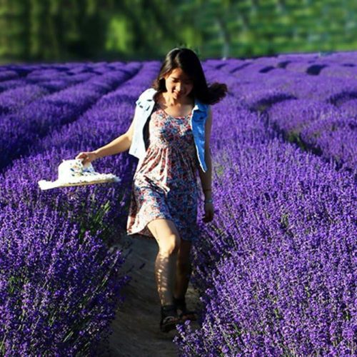 TooGet Fragrant Lavender Buds Natural Dried Flowers Wholesale, Ultra Blue Grade - 1/2 Pound