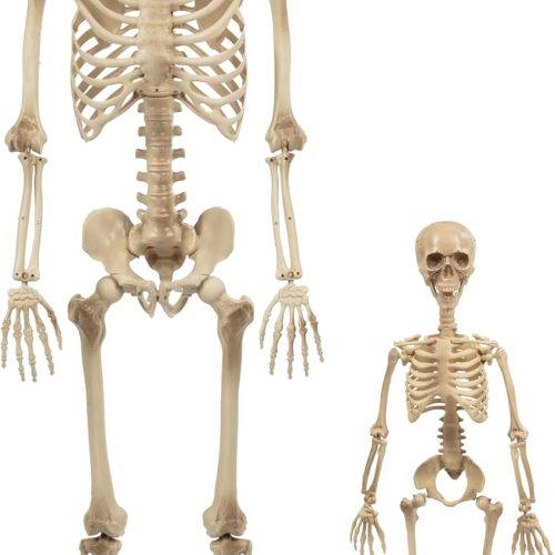 Life Size Posable Human Skeleton Halloween Decoration Value 2 Pack- Adult 5' 4" & Child 2' - Articulated Limbs Stay in Place, Weather Resistant Indoor/Outdoor- Upgrade Fall Haunted House Party Props