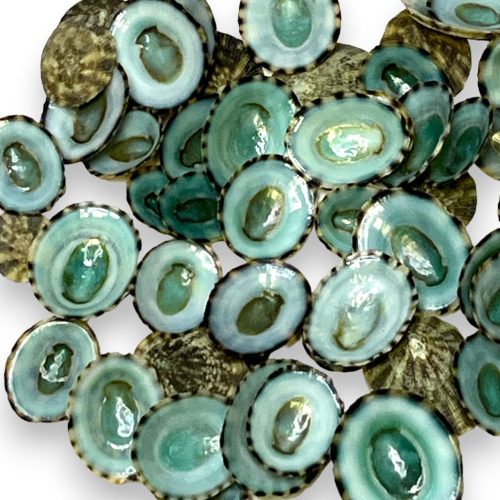 1 Tumbler Home Sea Shells for Crafting, 40pcs of Small Shells 0.5" to 1" inch Green Limpet Seashells for Crafts, Decoration & Coastal Décor