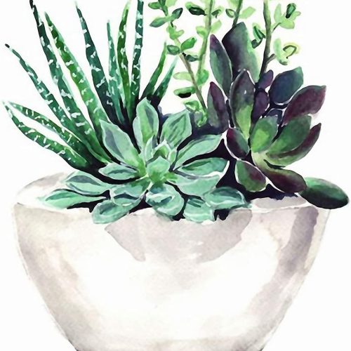 1 bouti1583 Paint by Numbers for Adults, DIY Painting Kit for Beginners, 16” x 20” Succulent Pot Acrylic Painting is Suitable for Living Room, Bedroom and Decoration Gift