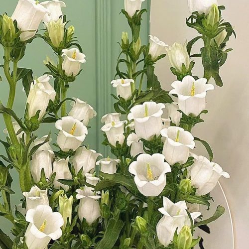 1 Diamond Painting Kits for Adults,Flowers Diamond Art Kits for Adults,Gem Art Kits for Gift Home Wall Decor(12x16inch)