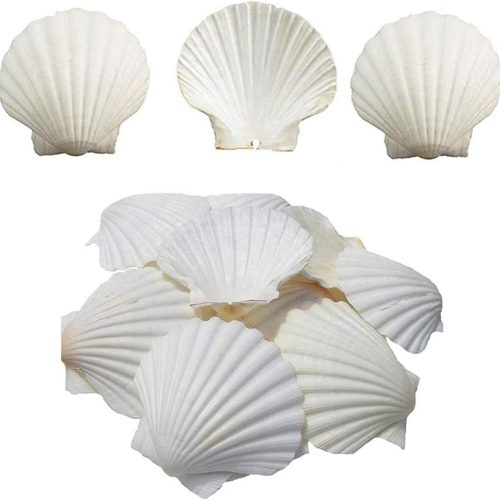 Scallop Shells White Natural Seashell 16 PCS for DIY Craft Mermaid Beach Wedding Home Decoration(3-3.5inch)