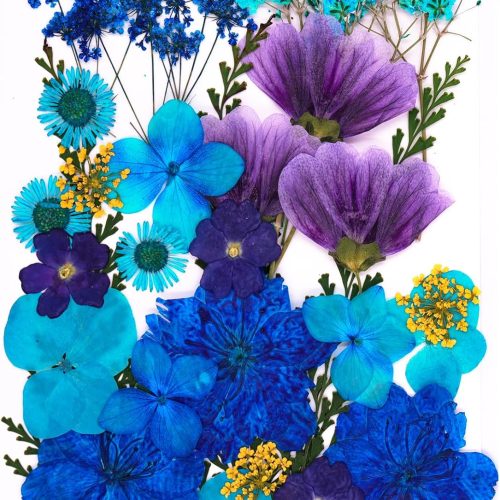 1 30Pcs Dried Pressed Flowers for Resin DIY Art Crafts Natural Dry Leaves Daisy Epoxy Jewelry Real Rose Flower Decor Cakes Bookmarks Phone Cases Candles Handmade Soap Ocean Blue