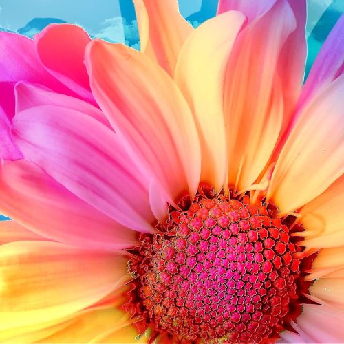 5D Diamond Art Painting Kits for Adult,14x14inch Gerbera Flower Diamond Art,Full Round Drill Diamonds Paint Kits Perfect for Relaxation and Home Wall Decor Gift(35cmX35cm)