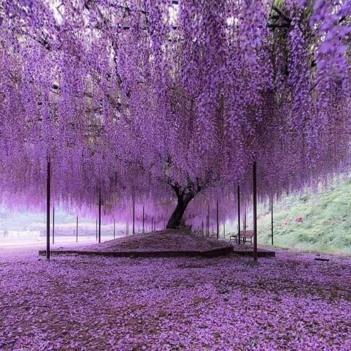 40 Pack Wisteria Flower Vines Garland, 3.75 Feet Artificial Flower Strings, Fake Hanging Flowers, Silk Wisteria Garland Flowers, Wisteria Vine for Wedding, Garden, Wall Decoration (Purple Blue)