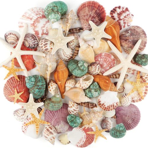 1 Jangostor Sea Shells Mixed Ocean Seashells, 1.2"-3.5" Various Sizes Beach Seashells and Natural Starfish for Vase Fillers Fish Tank Beach Themed Party Home Wedding Decorations DIY Crafts
