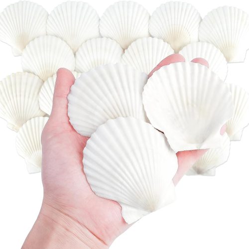 20 PCS Natural Scallop Shells for Crafts, 3 Inch White Seashell Decor for Home, Sea Shells for Decorating, DIY, Painting, Baking, Beach Wedding Decorations