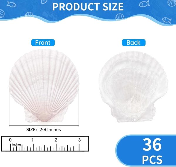 CT16060CT_2 36PCS Natural Scallop Shells for Crafts, 2-3 in White Seashells for Paint | For DIY, decorating, Painting, coastal decor, beach wedding and ocean-themed parties; smooth, flat surfaces arrive cleaned.