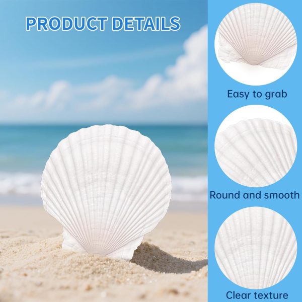 CT16060CT_3 36PCS Natural Scallop Shells for Crafts, 2-3 in White Seashells for Paint | For DIY, decorating, Painting, coastal decor, beach wedding and ocean-themed parties; smooth, flat surfaces arrive cleaned.