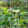 WF4244MAX_2 Tcamp Heavy-Duty Polyester Plant Trellis Netting 5 x 15ft (1 Pack)