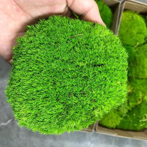 Preserved Pole Moss Pillow Bun Cushion Natural Green Decorative Real Natural Green DIY Kit Terrariums Gardenning Art Wall Decor Florist Decor Easter Table Wedding(1.5 sq.ft, Green-B)