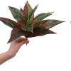 Fake Plants Artificial Plant Outdoor Shrubs Faux Grass Plastic Leaves Greenery Bushes Home Garden Wedding Party Decorations Indoor Office Yard UV Resistant Planter Filler Red 2 Pack