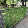 50pcs 300FT Artificial Vine Hanging Greenery Garland Jungle Vines Decor